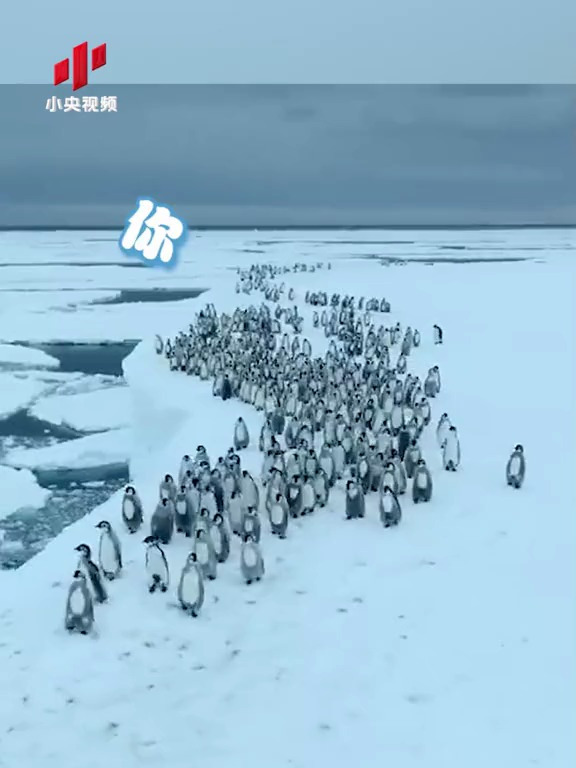生涯第一跳!700只帝企鹅幼崽冰崖排队跳水
