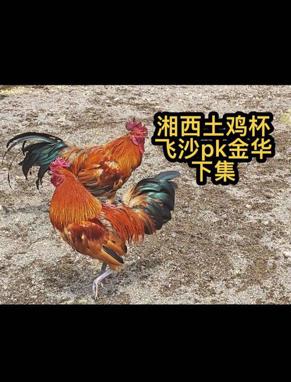 湘西土鸡大比拼:飞沙对决金华,精彩下半场!