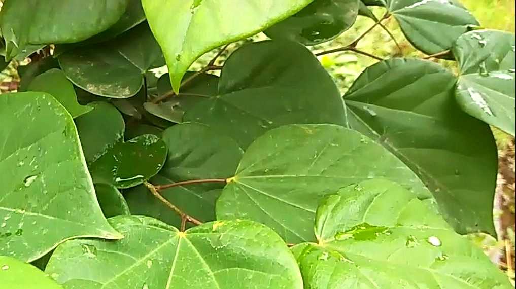 [图]农村紫荆花好看,紫荆树皮抗炎镇痛,治筋骨疼痛,可好多人不知道