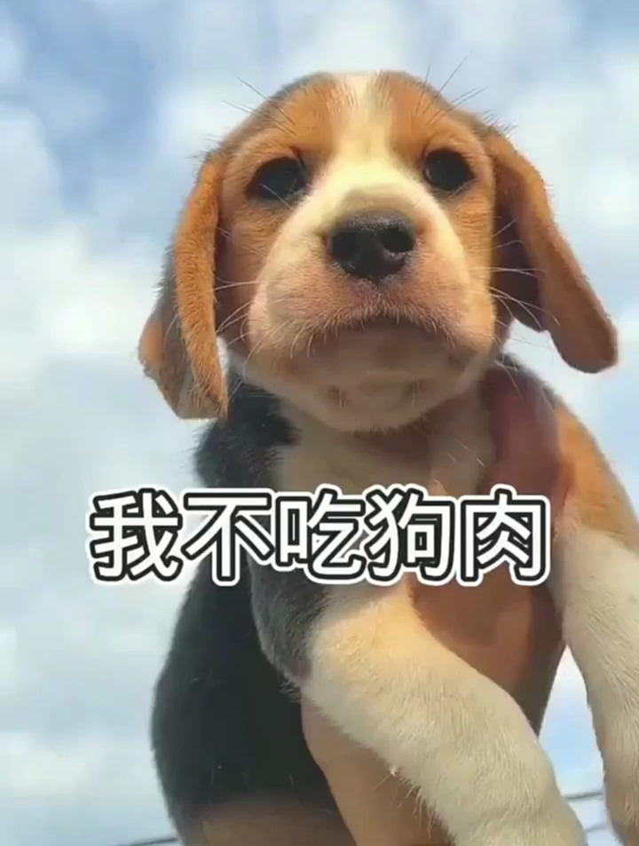 我不吃狗肉!爱狗人士