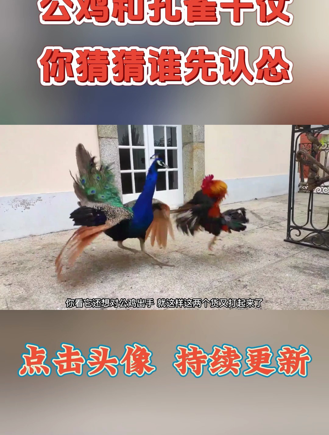 公鸡和孔雀干仗你猜猜谁先认怂