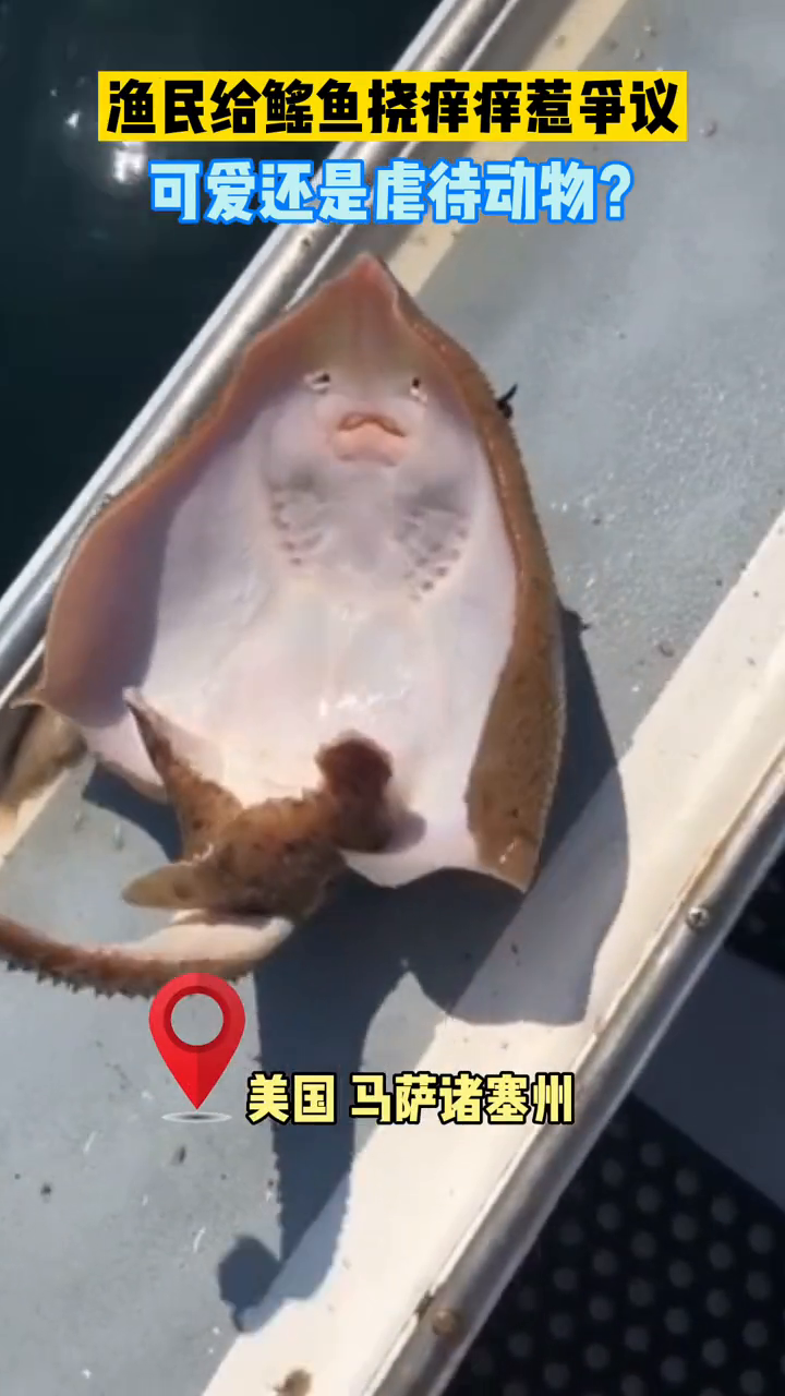 渔民分享鳐鱼挠痒痒视频,却被网友批称这样做会使鱼处于痛苦中