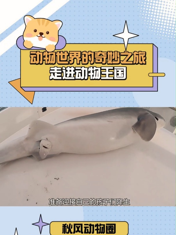 国外小哥钓上鲨鱼准备美餐,不料母鲨鱼意外产仔
