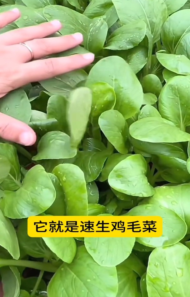 鸡毛菜生长特别快,种1盆放在阳台,长大了就变成小白菜