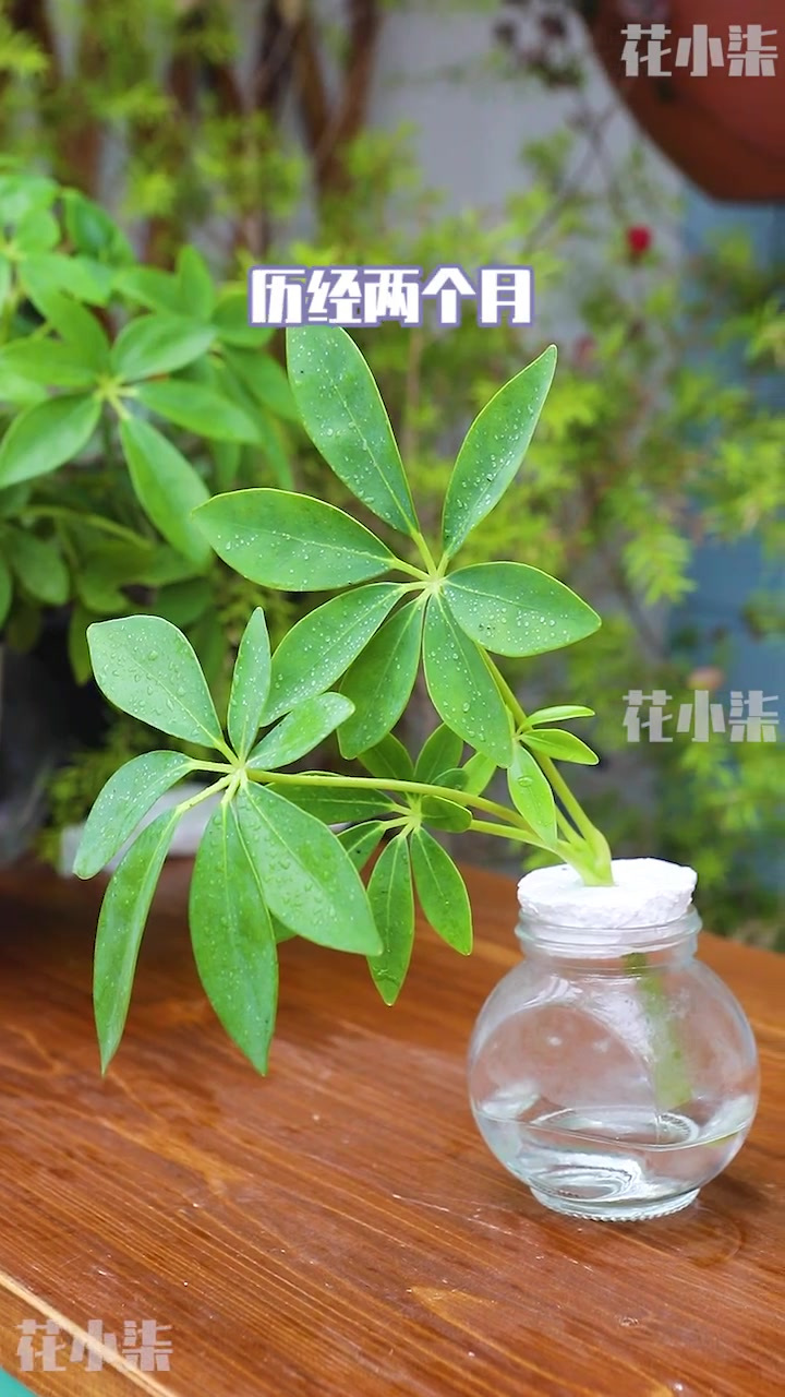 水培的鸭掌木终于可以转土培啦