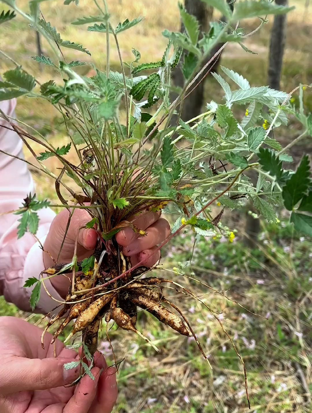 这就是大名鼎鼎的翻白草,你了解它的价值以及用途吗?