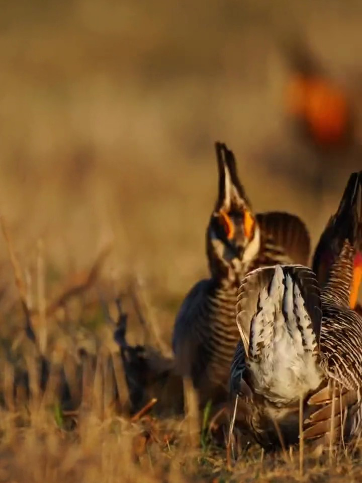 草原松鸡,在求偶滴时候会跳烫脚舞,以此展示自己的魅力