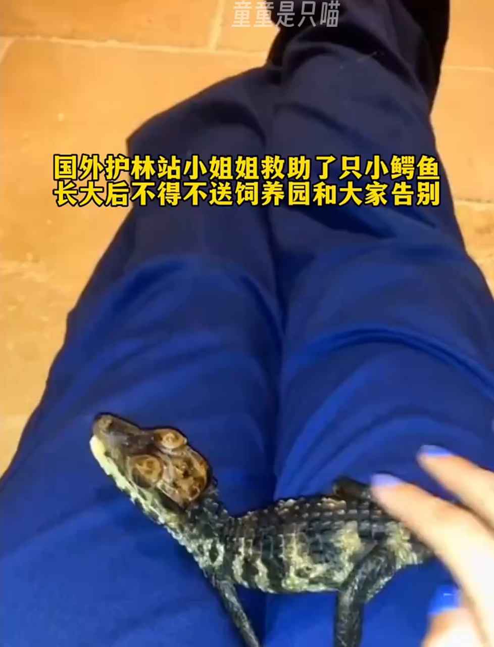 国外森林站美女救了只小鳄鱼,长大后得送动物园,依依不舍告别