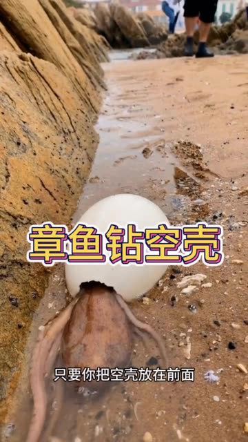 看着章鱼往里面爬进去,着实让我大开眼界啊