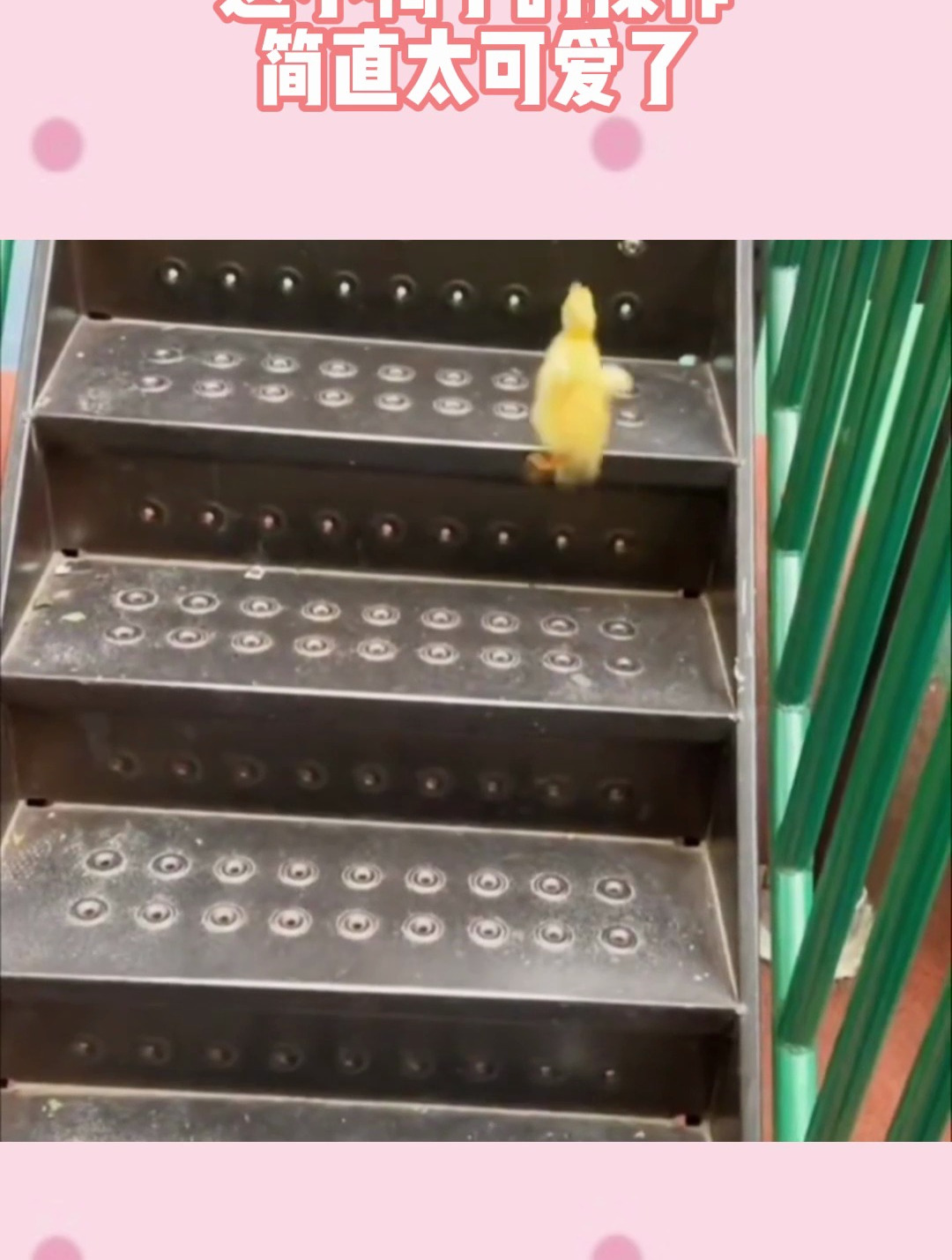 街上看到的一幕,这小鸭子的操作,简直太可爱了