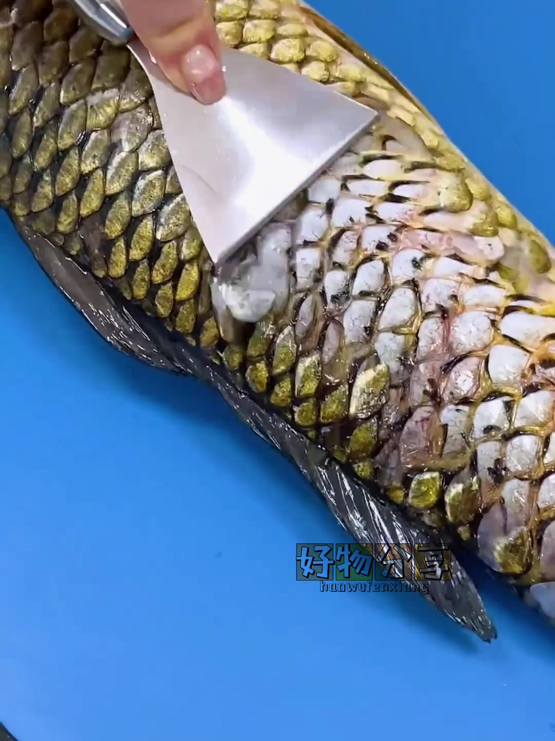 好用方便的鱼鳞刀,三秒清理干净,牛啊