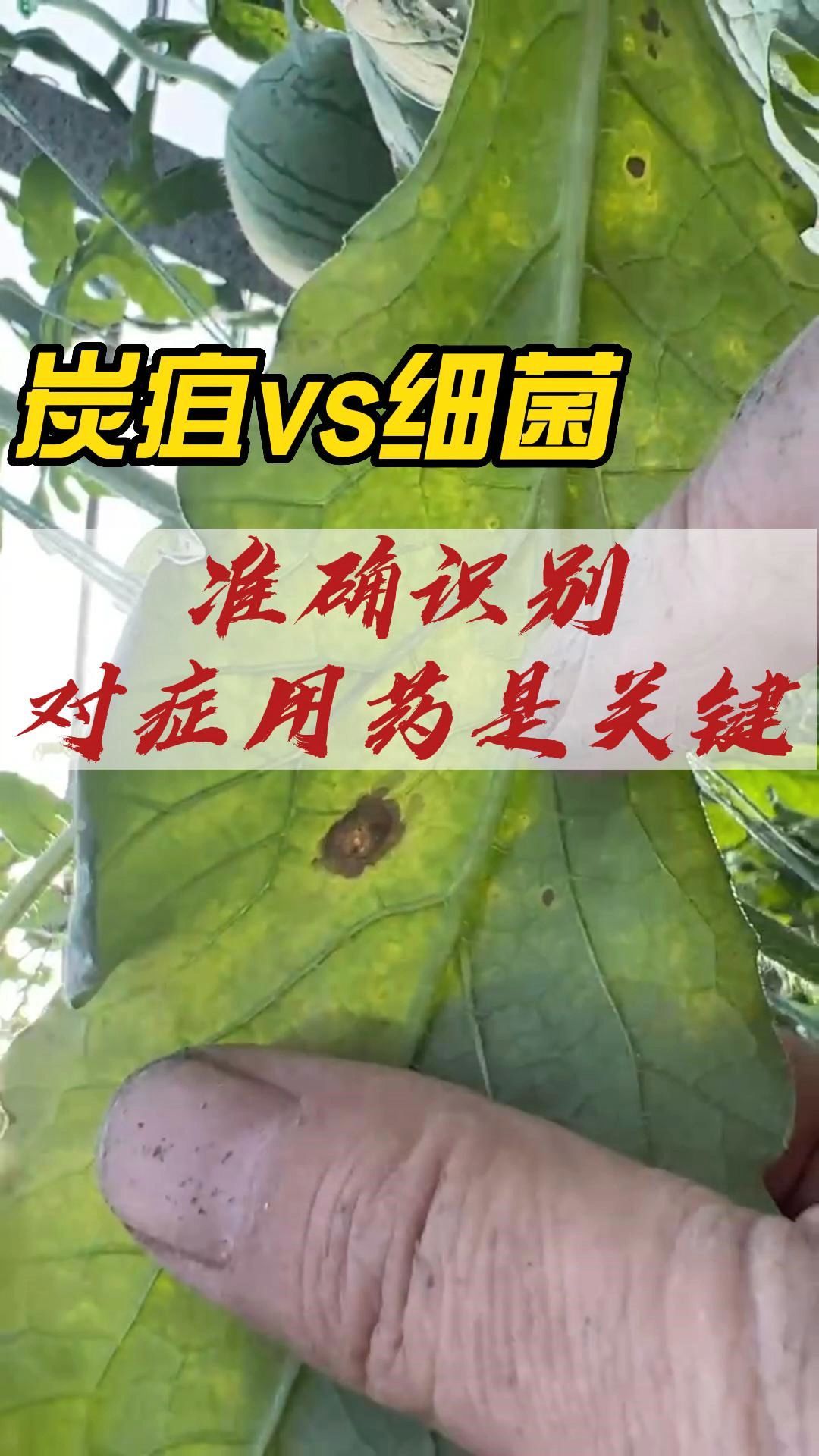 西瓜炭疽病vs细菌性叶斑病?准确识别对症用药是关键