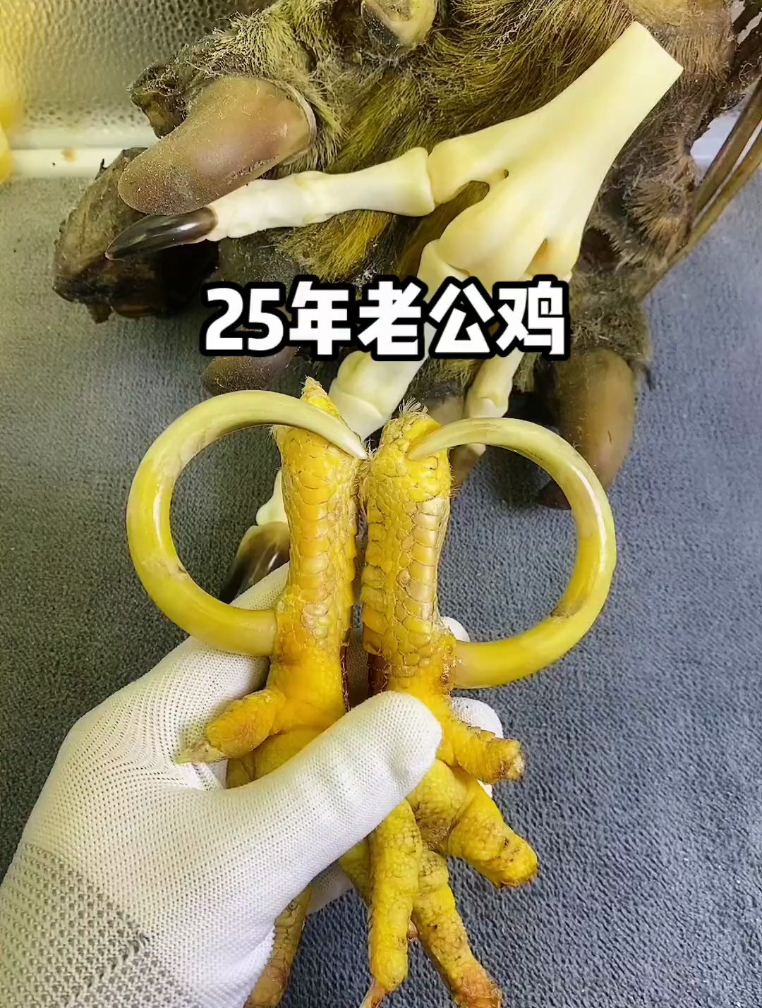 这么老的公鸡爪子,有人见过吗?