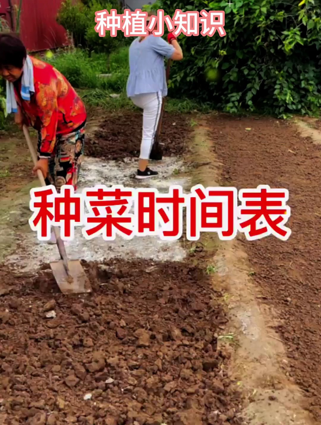 蔬菜种植时间表,什么季节种什么菜,应季种菜产量高品质好!