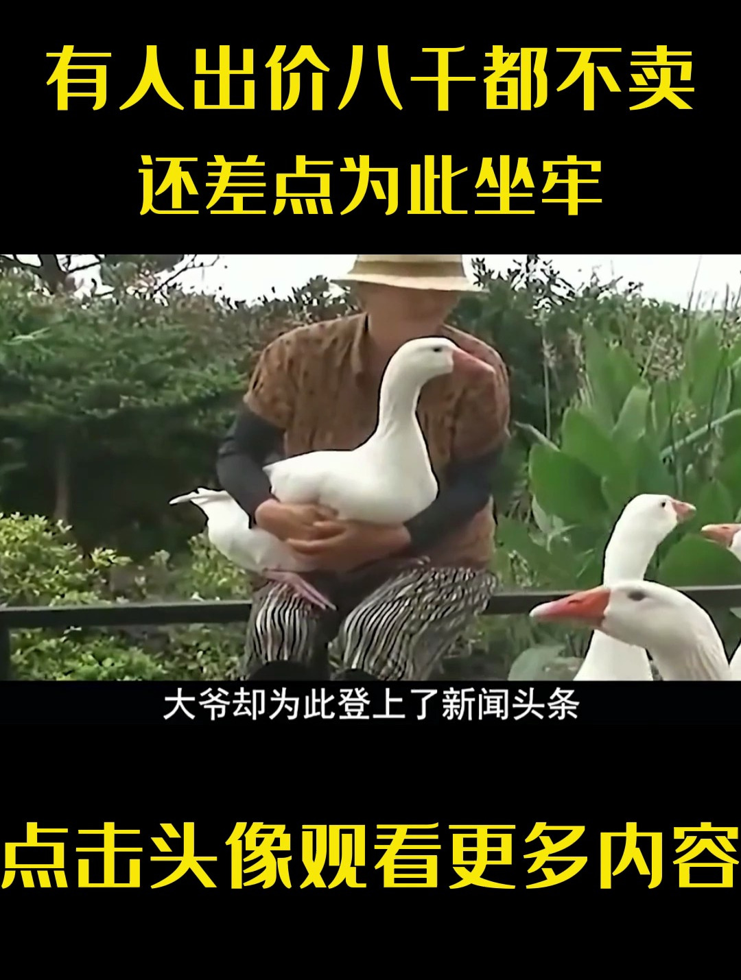 山西大爷捡到奇怪大鹅,有人出价八千都不卖,还差点为此坐牢!
