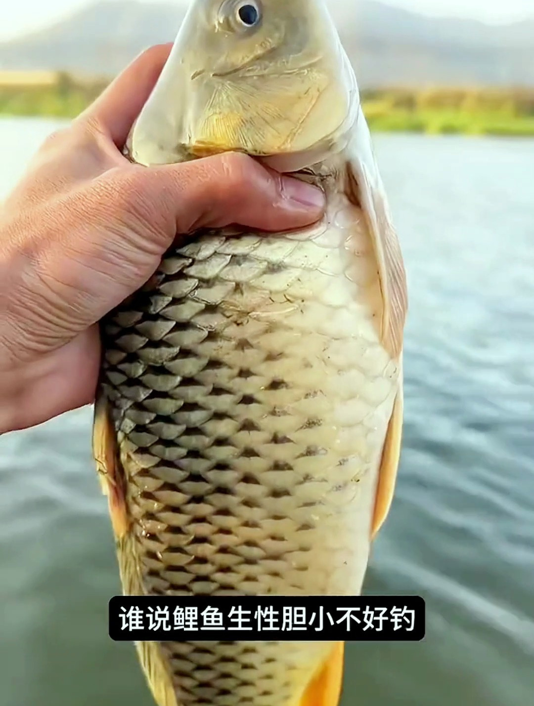 不管是黑坑还是野钓,这款饵料不可错过,用得好能多钓好几条鱼