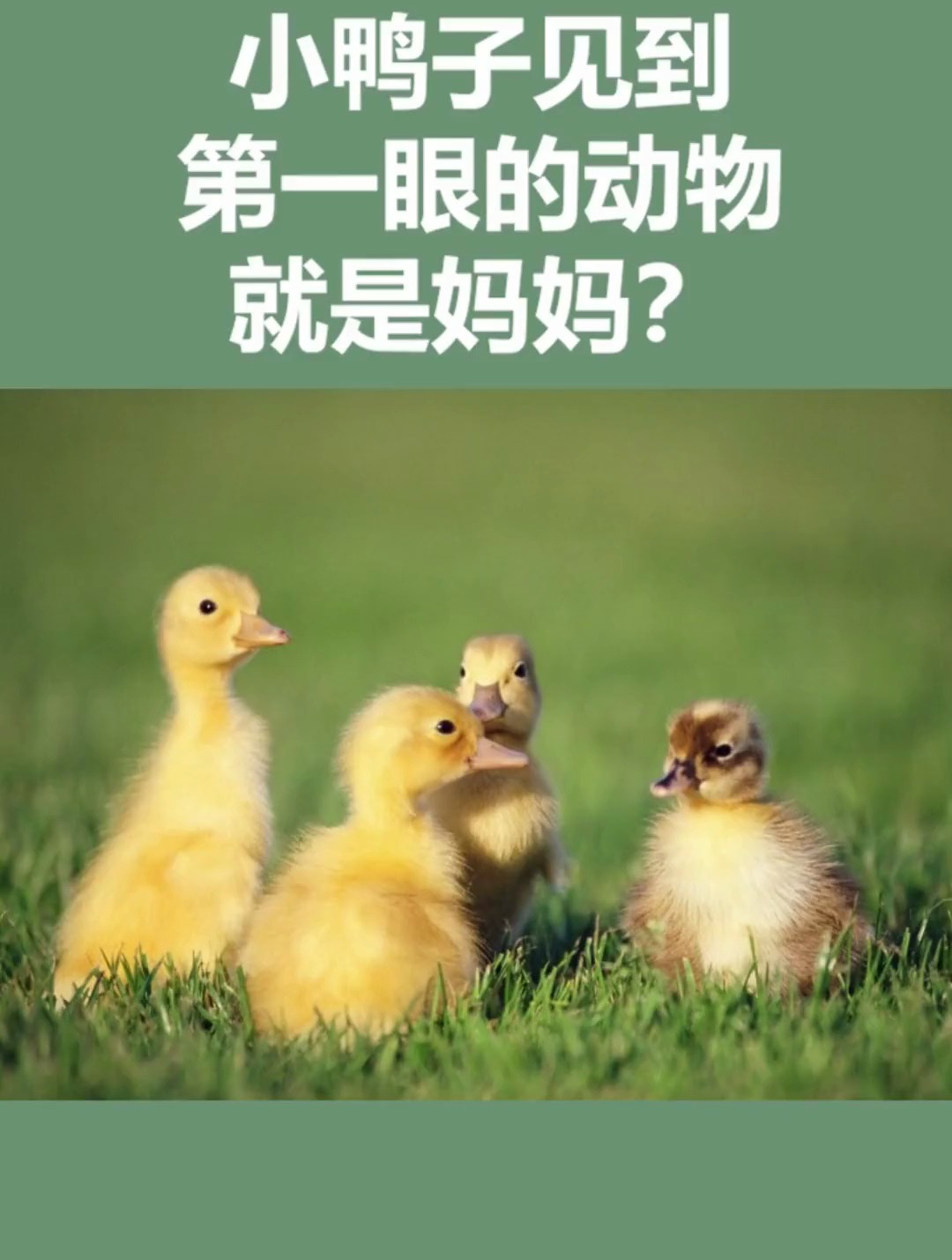小鸭子刚出生见到的第一眼就会被人做妈妈,即使看到的是猫或狗