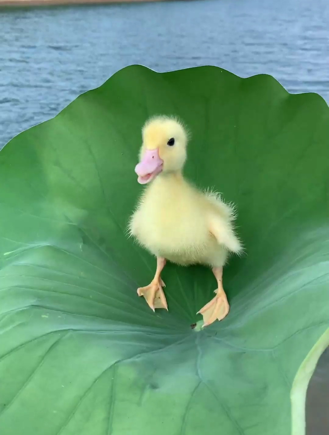 好可爱的小鸭子 大家喜欢吗