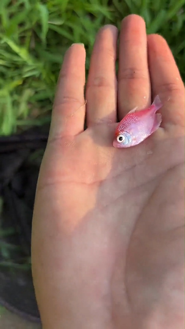 20元买到超迷你小鱼缸,提上抄网野采抓鱼,意外抓到粉色神秘怪鱼