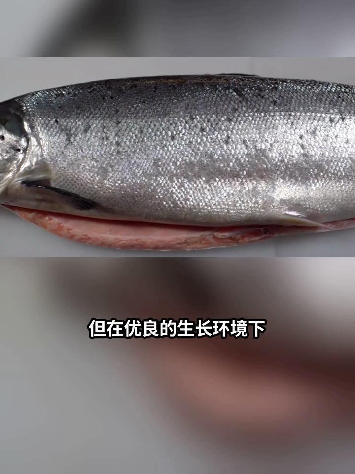 大白刁鱼是什么鱼?