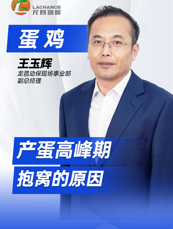 产蛋高峰期蛋鸡:抱窝的2个原因+3个建议