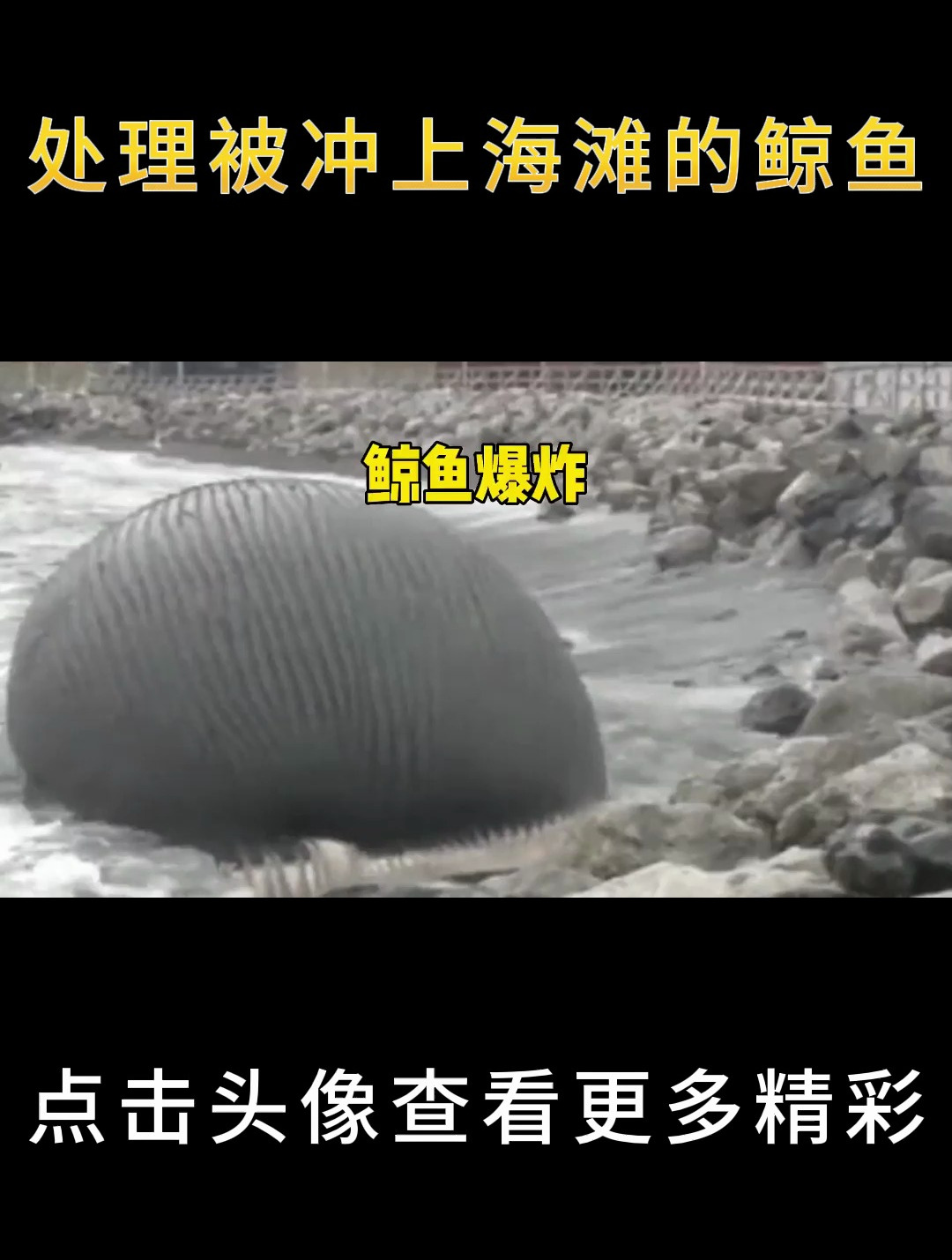处理被冲上海滩的鲸鱼