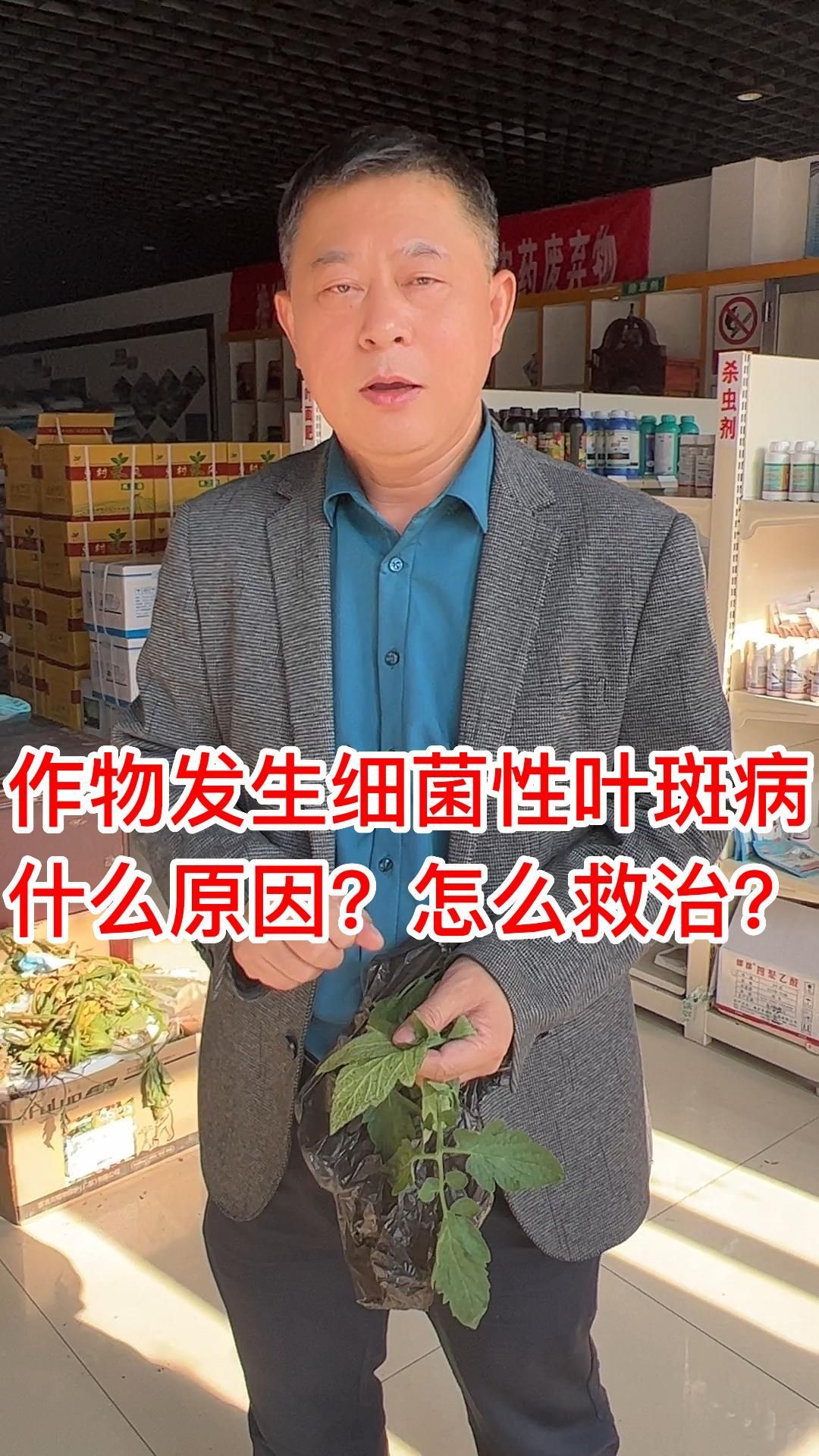 作物发生细菌性叶斑病,什么原因?怎么救治?