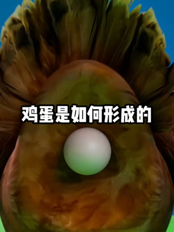 鸡蛋是如何形成的?