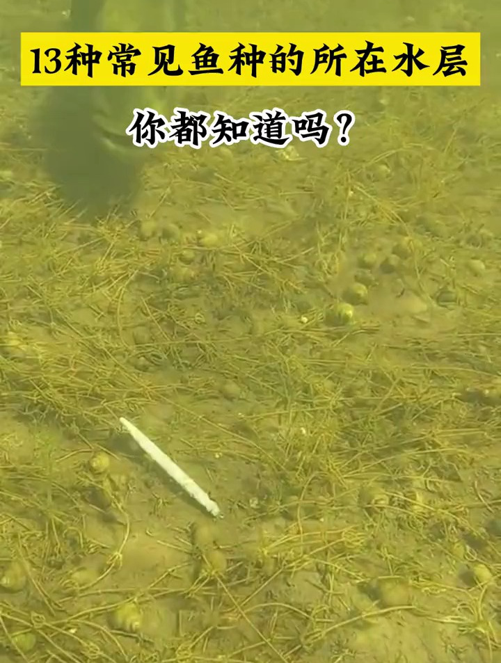 13种常见鱼种的所在水层,你都知道吗?