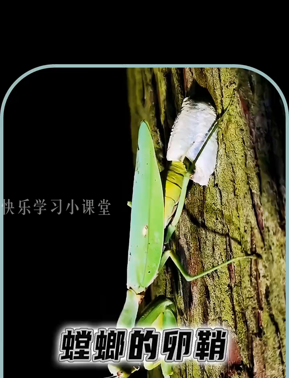 你见过螳螂的卵袋吗?桑螵蛸是个啥?
