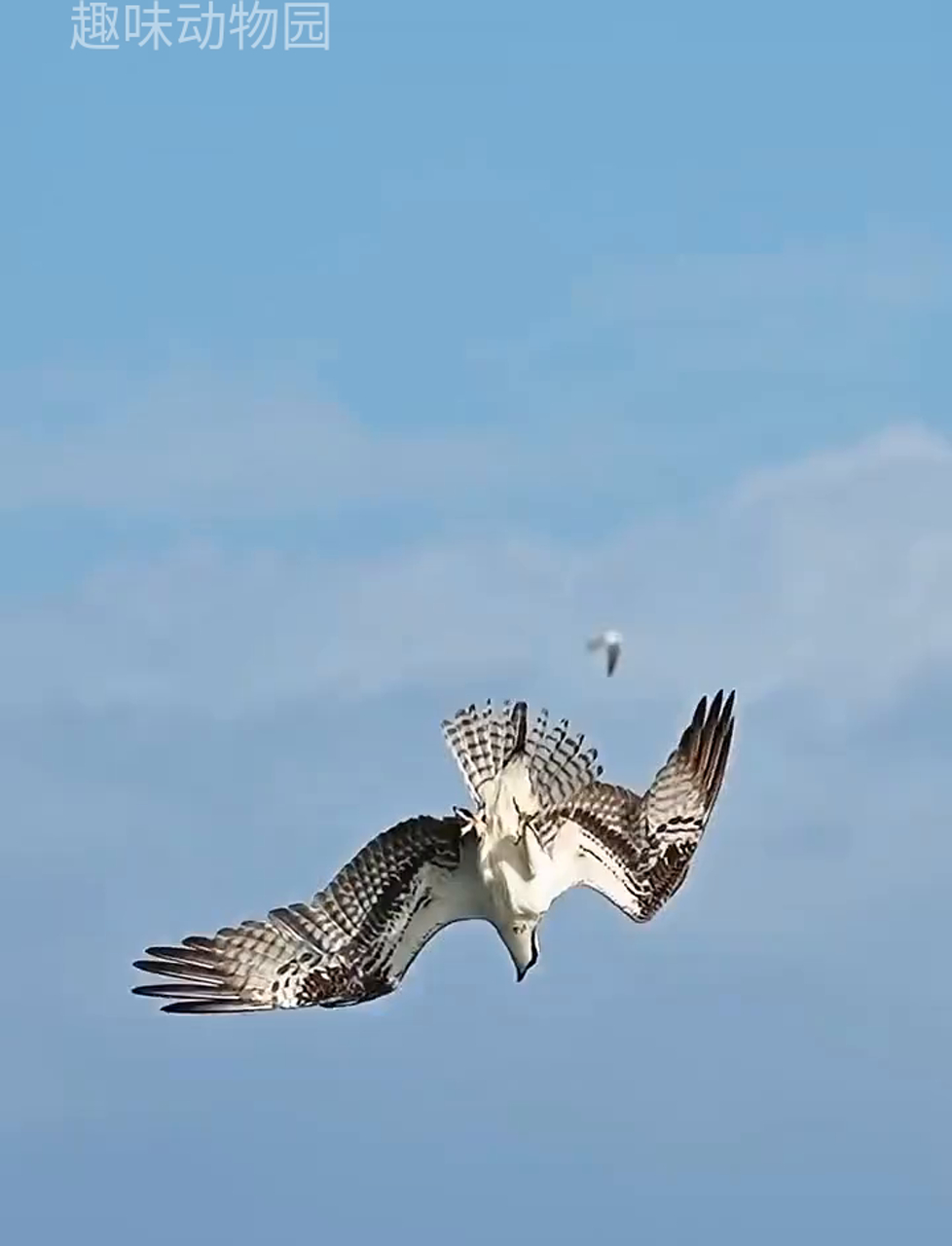 海里捕鱼,鱼鹰冒险下潜,褐鹈鹕伺机抢食