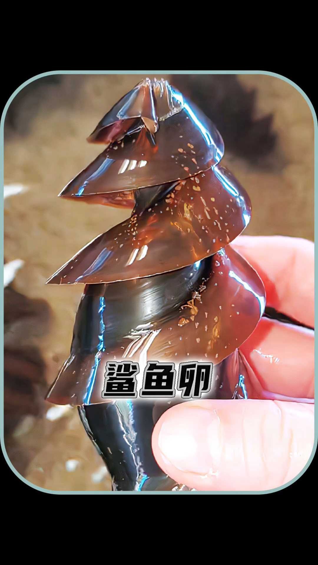 鲨鱼生育方式有卵生,胎生和胎卵生