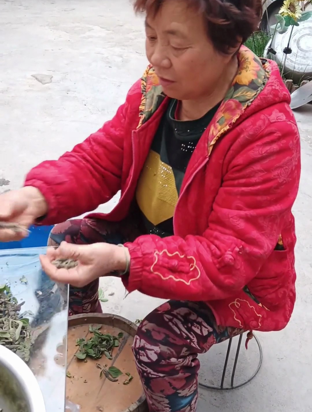 农村搞笑段子,纯天然绿色食品,这就是山野菜