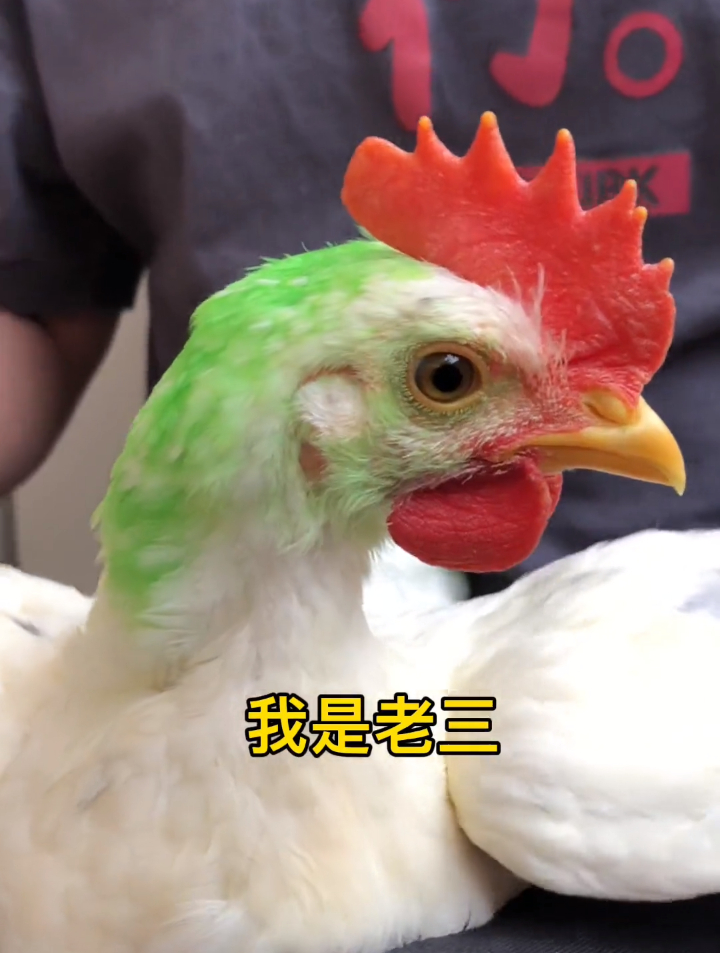 今天请各位有才华的大佬们,为我们家的三只小鸡仔取三个名字