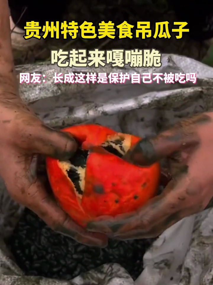 贵州特色美食吊瓜子,吃起来嘎嘣脆。网友:长成这样是保佑自己不被吃吗?