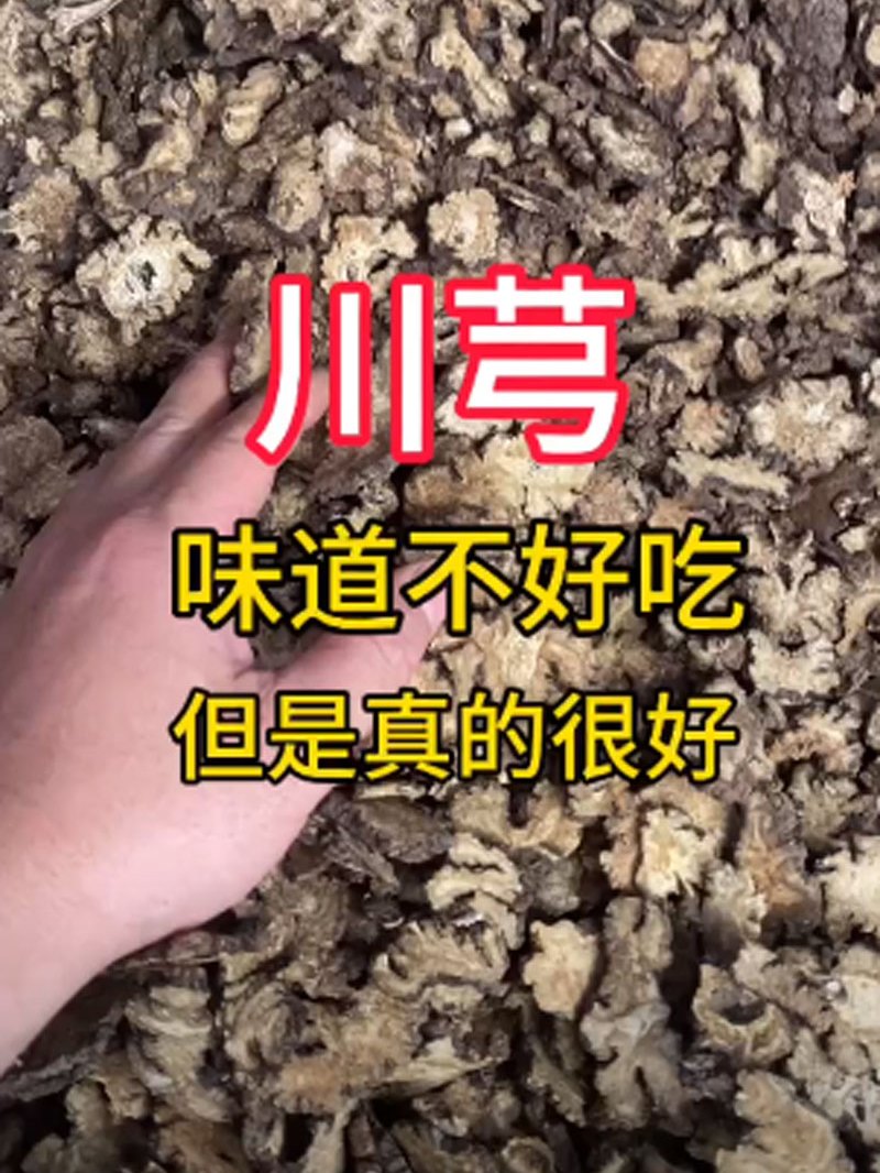川芎味道不好吃,但是真的很好