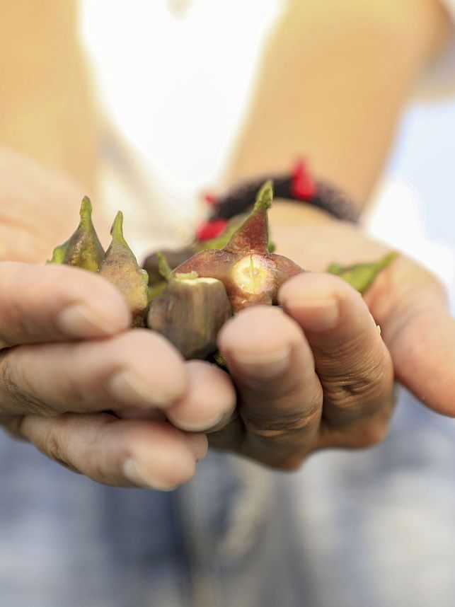 印度偷我国特产种植,为何如今泛滥成灾?还想卖给中国?