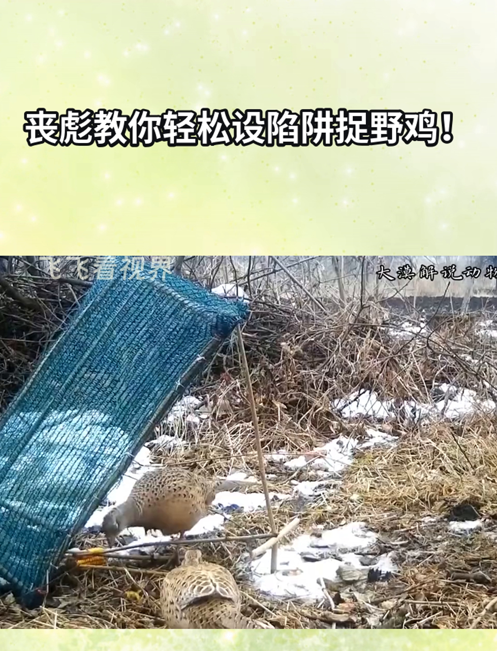 丧彪教你轻松设陷阱捉野鸡!