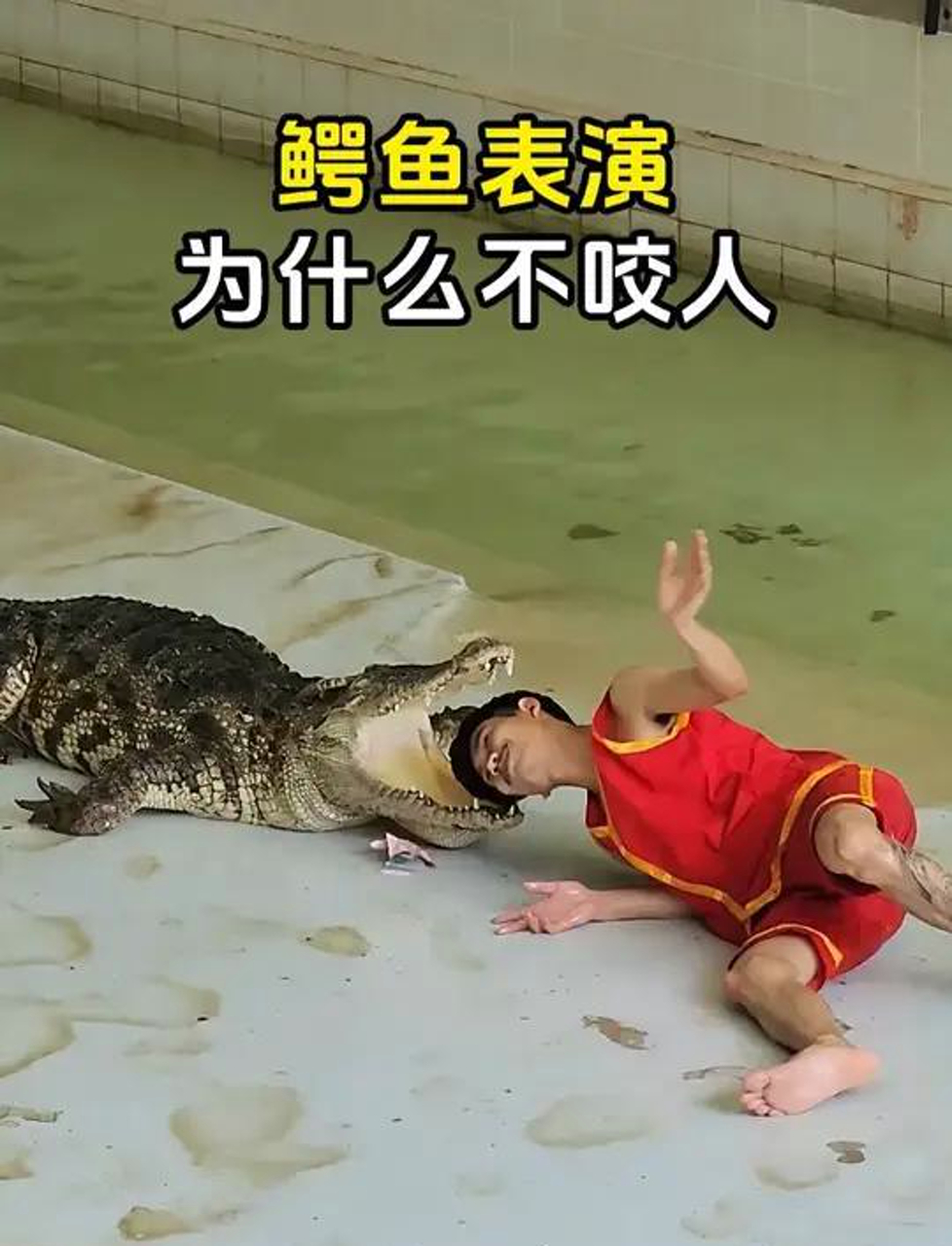 鳄鱼表演为什么不咬人?
