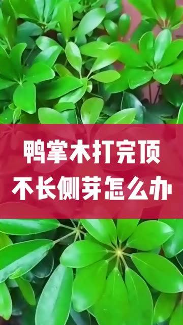 鸭掌木打完顶,不长侧芽怎么办
