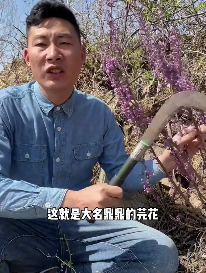 这就是大名鼎鼎的芫花,大家都有见过吗?中毒 芫花 药鱼草