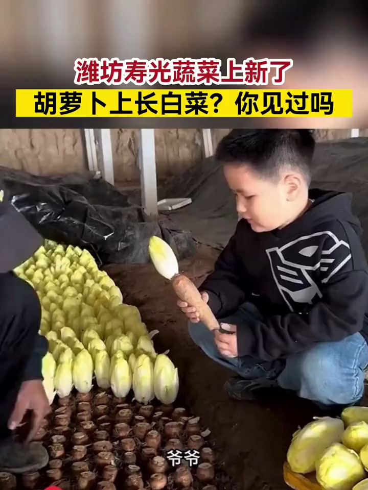 潍坊寿光蔬菜上新了,胡萝卜上长白菜?这菜你见过吗