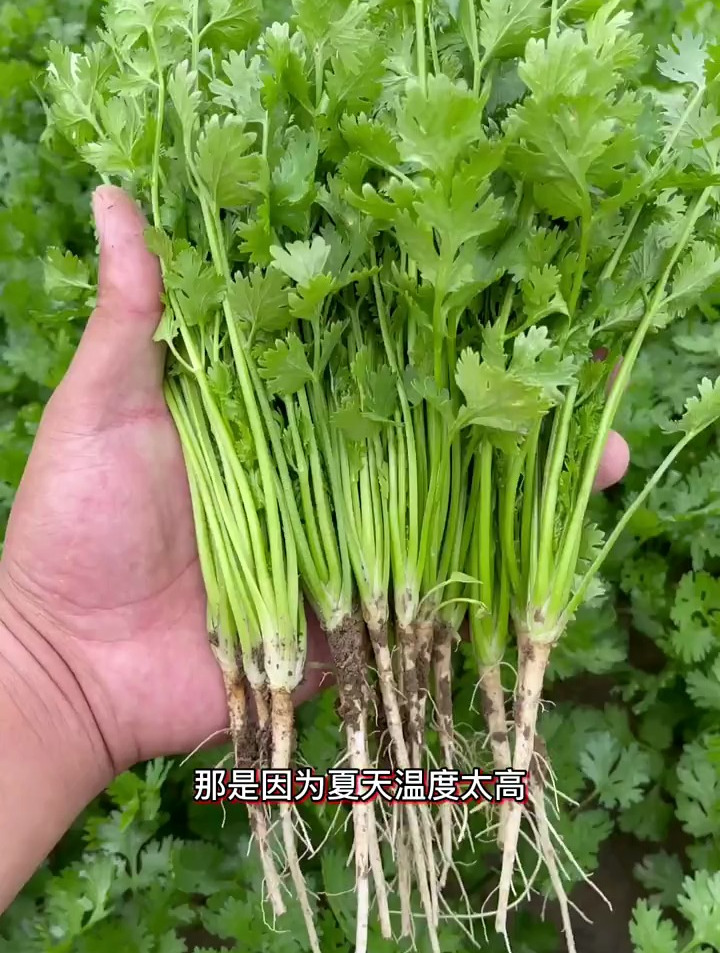 香菜是非常好的调味菜,夏季种植选对品种很重要