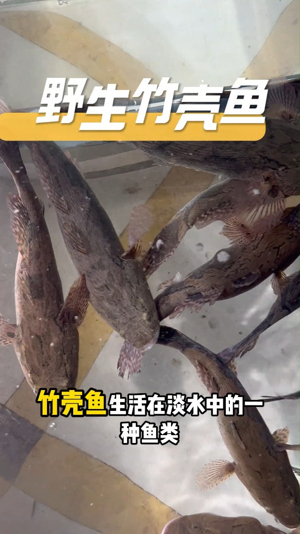 喜欢吃土货野货的家人们,可以尝试下我们家的竹壳鱼