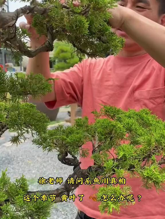 系鱼川真柏黄叶怎么处理?教你一招