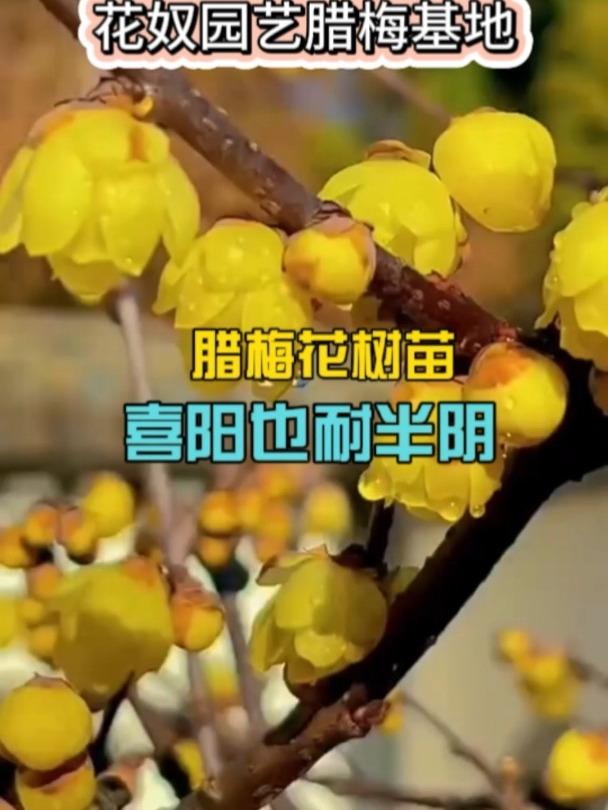 腊梅花树苗喜阳也耐半阴