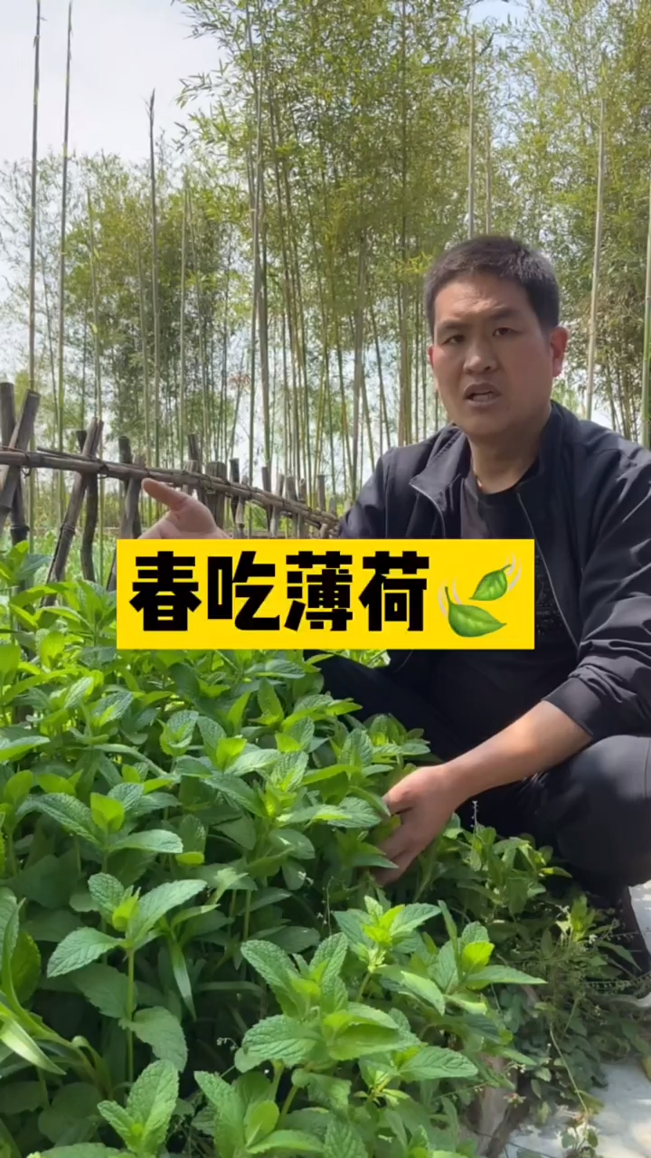 薄荷,土名叫“银丹草”,多生于山野湿地河旁