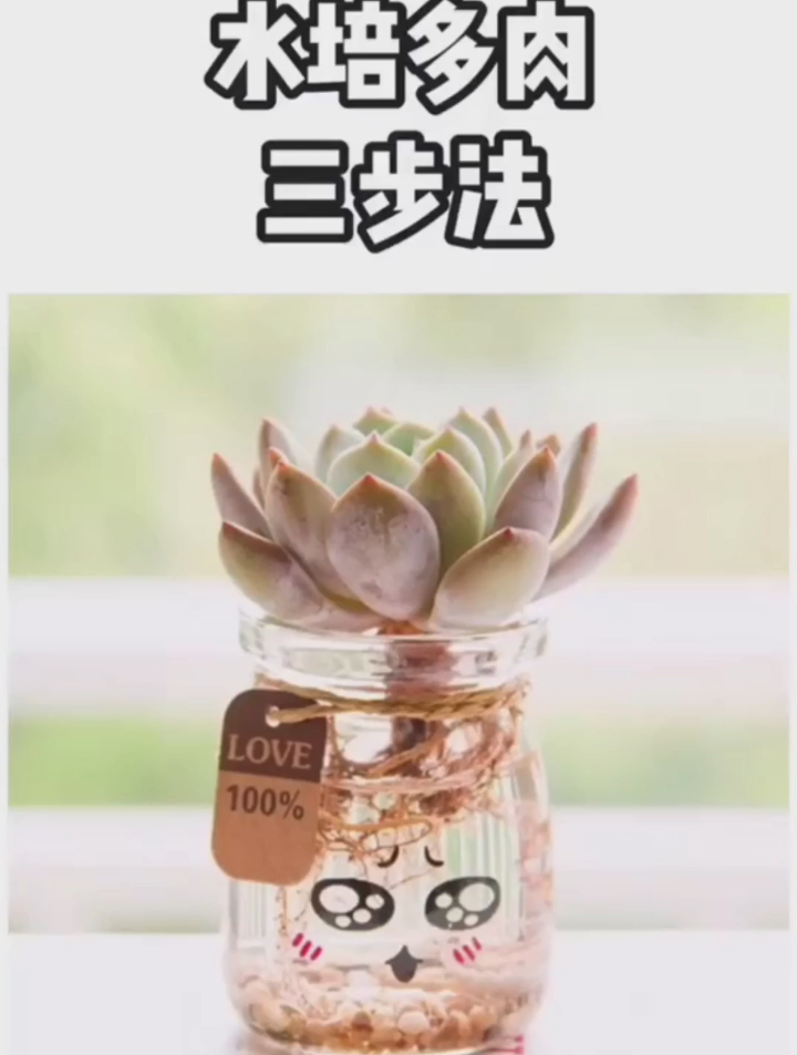 多肉植物可以水培吗?多肉植物水培三步法,简单实用,收好不谢!