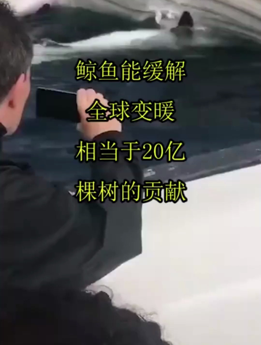 鲸鱼能缓解全球变暖,相当于20亿棵树的贡献