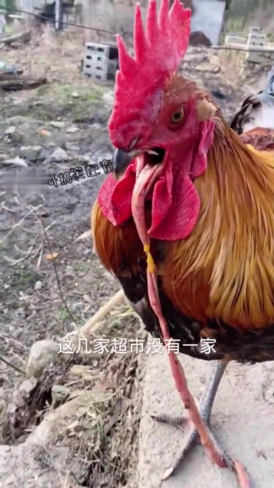 大公鸡也爱吃鸡肠子